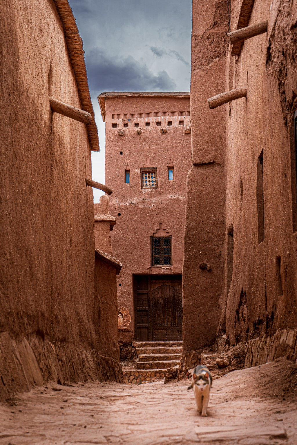 Cat walking through an earthen passage in Morocco